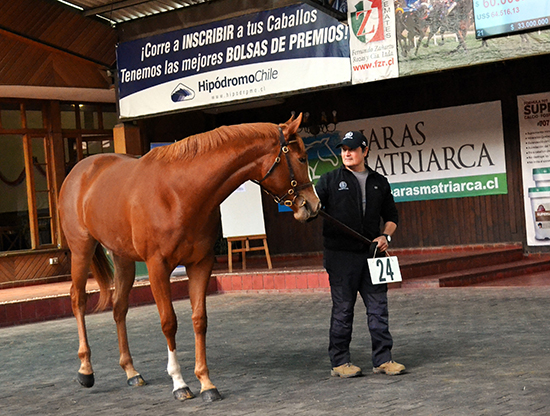 Haras Macul clausuró Temporada Remates 2024 con exitoso resultado
