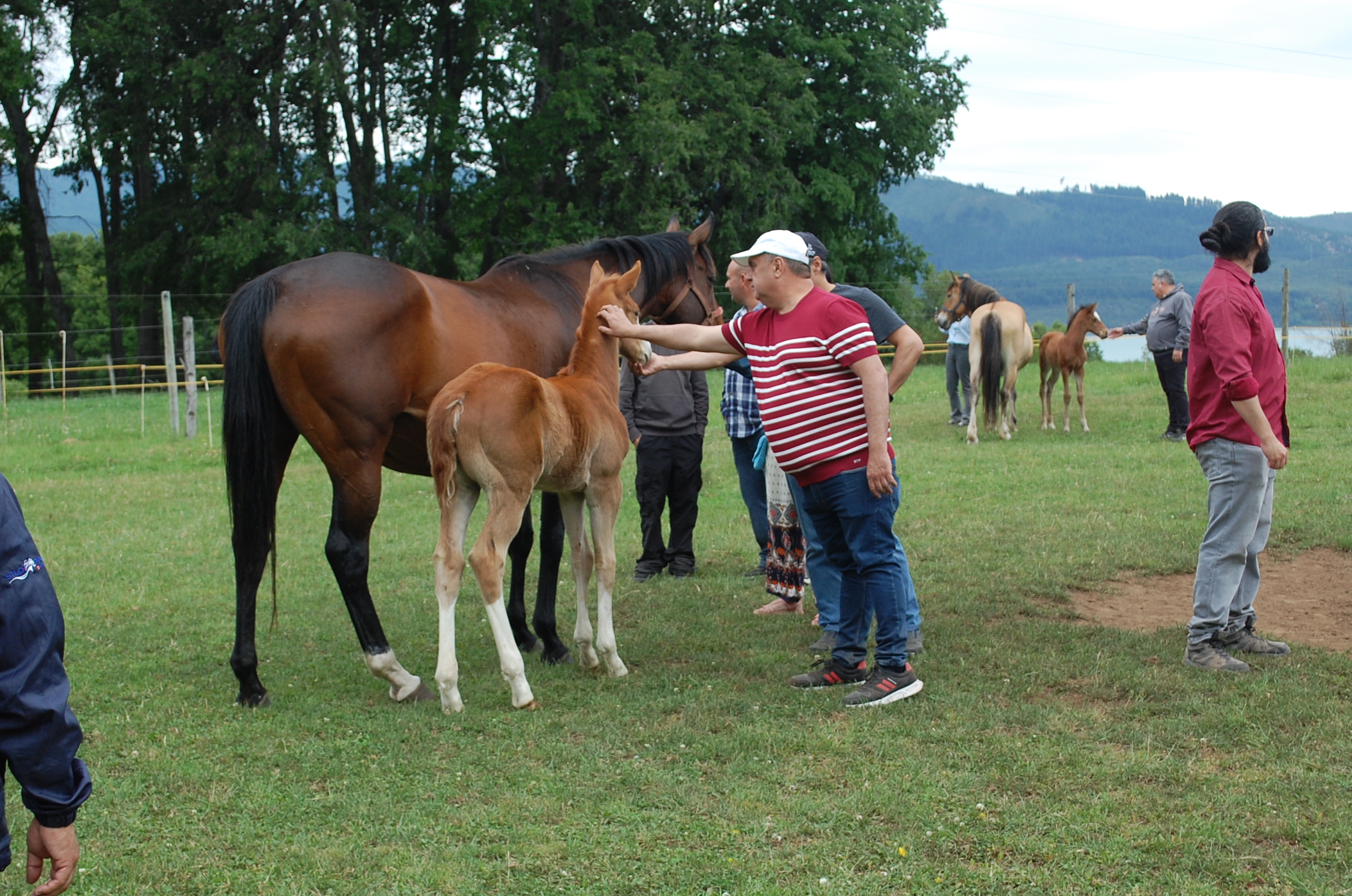 Mucha docilidad y contacto de piel hubo entre la población caballar de todas las edades y los ilustres visitantes a los haras Convento Viejo y Paso Nevado