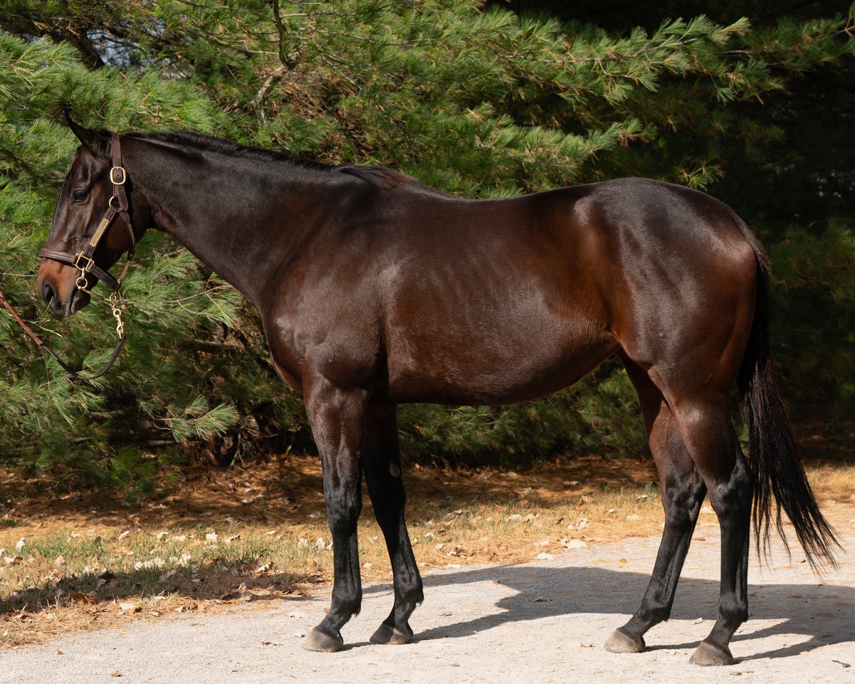 Así fue presentada la chilena Joke Sisi como yegua de cría el 04 de noviembre en Fasig-Tipton siendo adquirida por My Racehorse.
